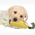 Dog Toy Set Factory - 2025 New Design Natural Rubber Corn Squeaking Interactive Movement