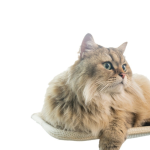 Cat Hammock Manufacturer - Solid Pattern Eco-Friendly Summer Sunbathing Hanging Bed Suction