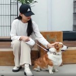 LED Dog Leash Manufacturer - Automatic Retractable Multifunctional Pet Lead with Light