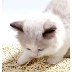 豆腐猫砂供应商-免费便袋高级竹炭