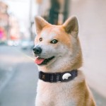 狗牵引绳工厂-批发定制重型纯素皮革