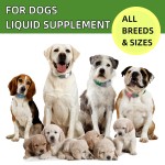Pet Liquid Multivitamins Factory - Pet 10 in 1 Multivitamins Liquid Food Dropper Digestion Immune