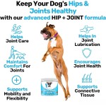 Pet Joint Chews Supplier - Hanyun Factory Hip Joint Soft Chews Support Mobility Dogs Cats Free Sample