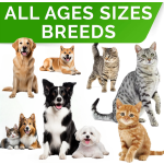 Pet Lactoferrin Supplement Supplier - Factory Professional Custom Brand Natural Lactoferrin Capsules