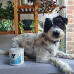 Pet Joint Chews Supplier - Hanyun Factory Hip Joint Soft Chews Support Mobility Dogs Cats Free Sample