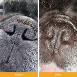 Pet Paw Protector Factory - Hanyun Natural Pet Paw Tection Dog Paw Balm Moisturizer Nourishing