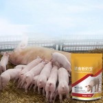 Piglet Feed Additive Factory - Custom Glucose Oxidase Gut Health Booster