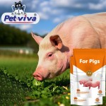 Pig Feed Additive Factory - OEM Nutrient Powder Immunity Fattening Booster