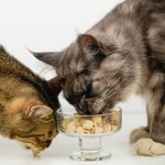 Pet Snacks Supplier - Top Quality Peptido Freeze-Dried Snacks Sheep's Milk Sticks 60g