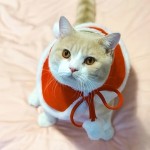 Christmas Pet Hats Manufacturer - OEM Custom Role-playing Costumes