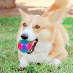 Dog Toy Ball Factory - Small Tri-Color Luminous Elastic TPR Dog Toy Ball Interactive Training Playing