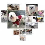 Dog Wheelchair Factory - Adjustable Dog Cart 2 Wheels Chair Pet Mobility for Handicapped Pets
