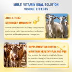 Feed Premix Additives Factory - OEM Multivitamin Amino Acids Oral