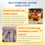 Chicken Vitamins Liquid Supplier - OEM Multivitamin Oral Solution Layer