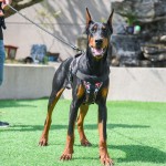 Dog Harness Supplier - Custom Dog Harness Durable PU Polyester Nylon Reflective Air Layer Solid Pattern