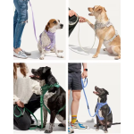 Dog Collar Manufacturer - Custom Logo Luxury Dog Collar Pet Walk Kit Leashes Adjustable Waterproof