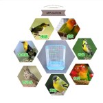 Parakeet Cage Factory - Custom Flat Top Wire Birdcage Set