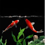 Fish Food Pellets Supplier - OEM Export Quality Betta Food