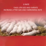 Poultry Additive Supplier - Made China Enzyme Chicken Feed Additives Grower Layers Egg Booster