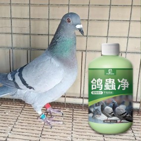 Bird Supplement Supplier - Pigeon Medicine Vitamins Supplements Feather Health Care Immunity Recovery