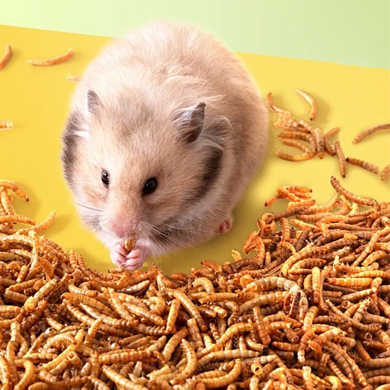 Pet Food Supplier - High Quality High-Protein Insect Dry Products Bird Hamster Feed OEM