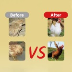 Pet Ear Cleaner Supplier - 120ml Soft Formula Ear Cleaning Solution Freshens Cleans Dogs Cats Ears