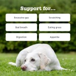 Probiotic Chews Manufacturer - Pet Health Care Supplements Chews Private Label Dog Treat Natural Prebiotics