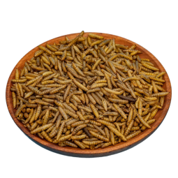 Poultry Feed Supplier - High Quality Bulk Dried Black Soldier Fly Larvae for Poultry Chicken Pig Horse