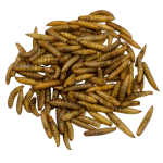 Pet Food Factory - Factory Supply Black Soldier Fly Larvae Dried for Fish Meal Hamster Food Bird Seed