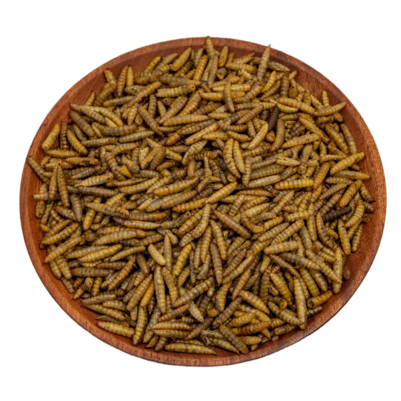 Insect Meal Manufacturer - Microwave Tenebrio Mealworm Superworm Cricket Black Soldier Fly Larvae BSF