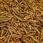 Insect Meal Manufacturer - Microwave Tenebrio Mealworm Superworm Cricket Black Soldier Fly Larvae BSF
