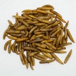 BSF Larvae Manufacturer - Wholesale Black Soldier Fly Larvae per kg for Pet Animal Aquatic High Protein