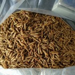 Eco Feed Supplier - Eco-friendly Dried Mealworm for Birds Pets Animals Microwaved Tenebrio Molitor