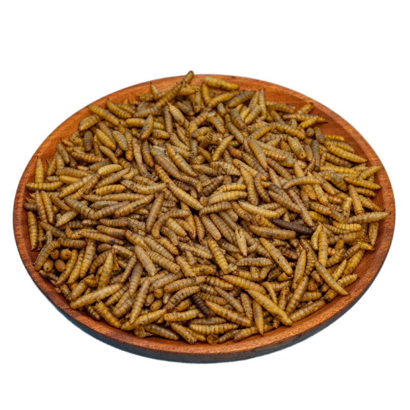 BSF Larvae Manufacturer - Wholesale Black Soldier Fly Larvae per kg for Pet Animal Aquatic High Protein