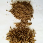 Feed Grade Supplier - Qingdao China Black Soldier Fly Powder Worm Pig Dog Cattle Horse Fish Feed Top Grade