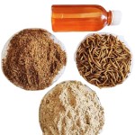 Meal Additive Manufacturer - Mealworm Oil Tenebrio Molitor Oil Meal Additive Feed Additive Fish Meal Additive