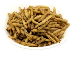 Protein Feed Manufacturer - High Protein Animal Feed for Horse Cattle Pig Fish Dog Black Soldier Fly Larvae