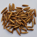 Fly Larvae Powder Factory - High Grade 100% Natural Light Brown Fly Larvae Powder BSF Black Soldier Worm