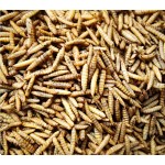 Pet Snack Factory - China Popular Good Palatability Mealworm Farm Cat Treats Black Soldier Fly Pet Snack