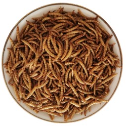 Animal Feed Supplier - Wholesale Bulk Dried Mealworms Animal Feed High Protein Good Sale