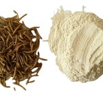 Insect Meal Manufacturer - Defatted Dried Mealworms Protein Powder Insect Meal for Animal Feed