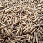 Protein Feed Manufacturer - High Protein Animal Feed for Horse Cattle Pig Fish Dog Black Soldier Fly Larvae