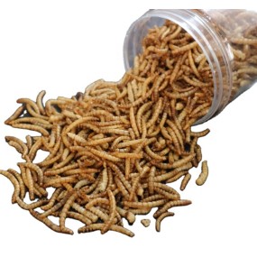 Dried Mealworms Factory - Wholesale High Quality Hot Sale Dried Mealworms Dried Food Mealworm