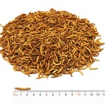 Dried Mealworm Supplier - Microwave Freeze Tenebrio Molitor Yellow Dried Mealworm for Feed