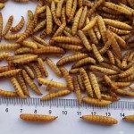 BSF Larvae Factory - Factory Wholesales Dried Black Soldier Fly Larvae Premium Insect-Based Pet Dry Food