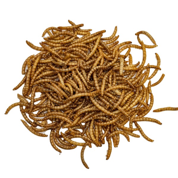 Animal Food Supplier - Yellow Dried Mealworm Larvae Pupa Bird Pet and Farm Animal Food