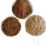 Animal Feed Supplier - High Protein Yellow Mealworm Powder Premium Food Additive and Animal Feed for Horse
