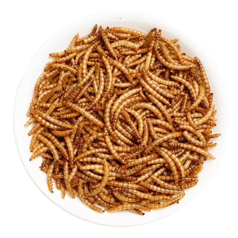 Pet Food Manufacturer - Goldfish Worms Dried Mealworm Food for Koi King Betta Ornamental Fish