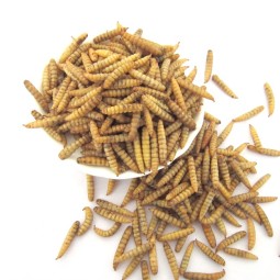 Pet Food Factory - Factory Supply Black Soldier Fly Larvae Dried for Fish Meal Hamster Food Bird Seed