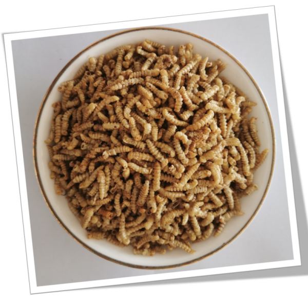 Fishing Feed Manufacturer - High Protein Feed Dried Mealworm Fishing Meal for Aquaculture